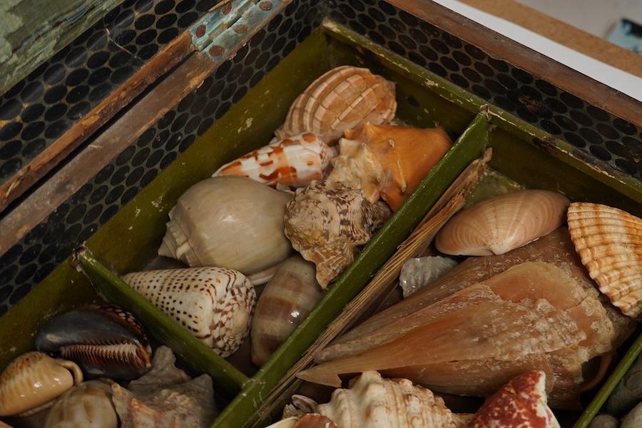 A rare 19th century mariner's box of shells, the mahogany box with cross banding and marquetry lid in the form of a compass, containing a collection of shells and mineral samples on two layers, with lift out tray, dimens